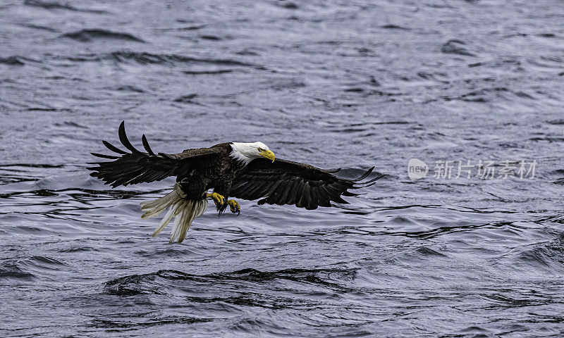 白头鹰(Haliaeetus leucocephalus)是一种发现于北美的猛禽。位于查塔姆海峡巴拉诺夫岛卡斯尼库湾的隐藏瀑布。阿拉斯加。